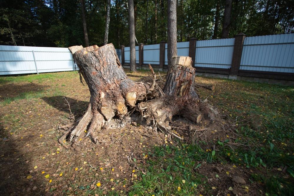 Clean, backfilled yard after complete stump removal