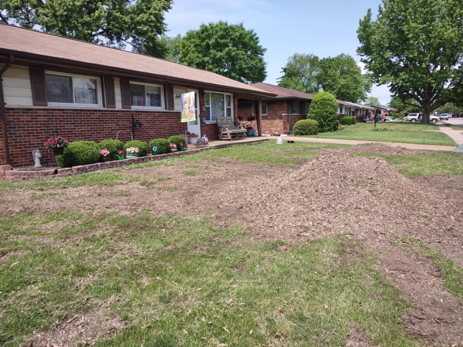 stump grinding service removing tree stump in yard
