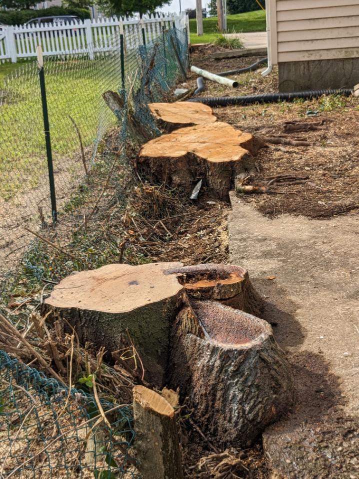 Complete stump extraction protecting grass and landscaping