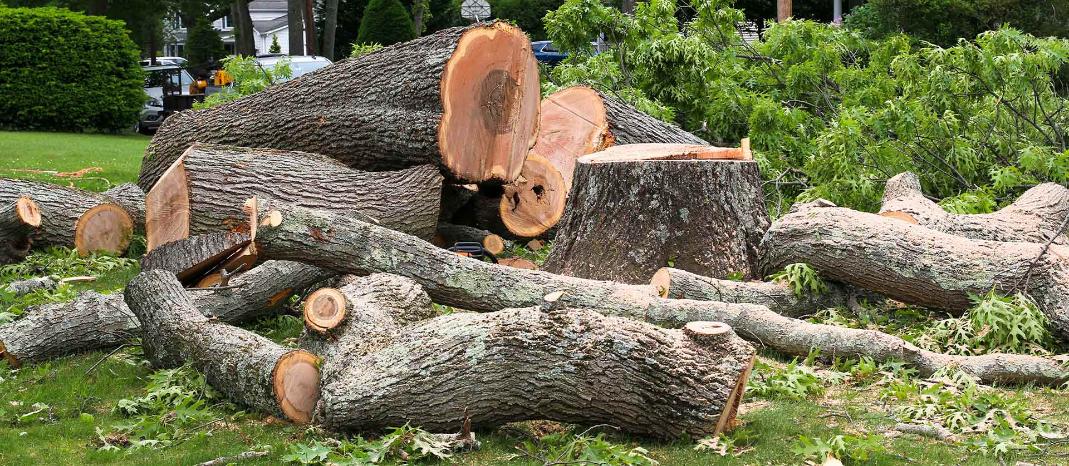 careful stump grinding near landscaping and fences